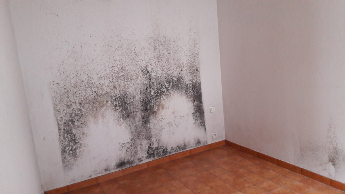 Moisissures - Expertise humidité à Bourg-en-Bresse